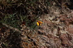 Dyssodia tagetiflora