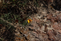 Dyssodia tagetiflora