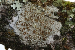 Lecanora hybocarpa