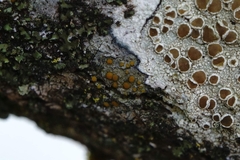 Lecanora hybocarpa