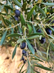 Olea