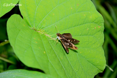 Vettius fantasos