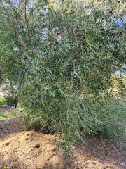 Olea