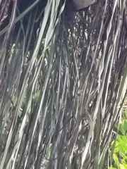 Haplopteris elongata