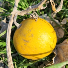 Cucurbita foetidissima