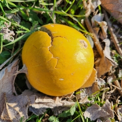 Cucurbita foetidissima