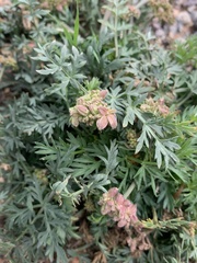 Cymopterus lemmonii