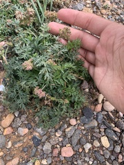 Cymopterus lemmonii