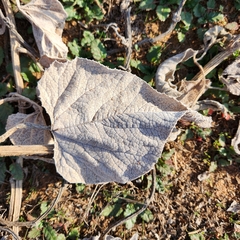 Cucurbita foetidissima