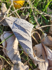 Cucurbita foetidissima