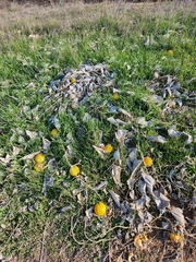 Cucurbita foetidissima