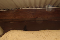 Egerniinae