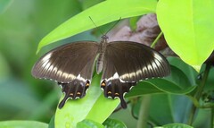 Papilio fuscus