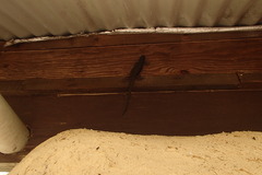Egerniinae
