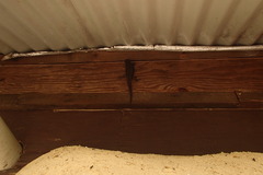 Egerniinae