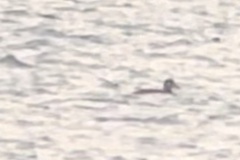 Melanitta perspicillata