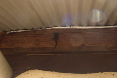 Egerniinae
