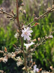 Stephanomeria