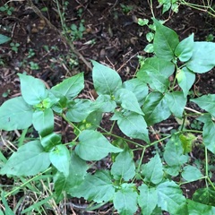 Capsicum annuum glabriusculum