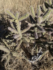 Cylindropuntia acanthocarpa