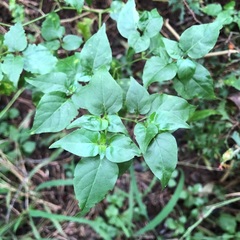 Capsicum annuum glabriusculum