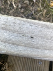 Technomyrmex jocosus