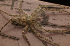 Pandercetes
