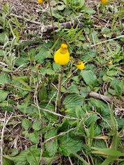 Calceolaria biflora