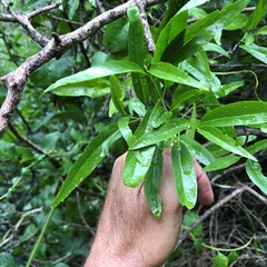 Ehretia saligna membranifolia
