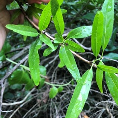 Ehretia saligna membranifolia
