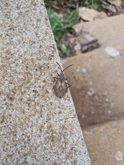 Spartocera