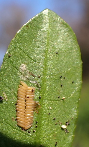 Alligatorweed Flea Beetle photo 6