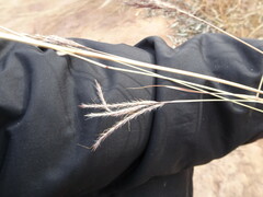 Bothriochloa ischaemum