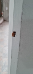 Cyclocephala signaticollis