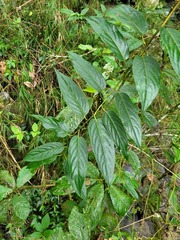 Stachyurus himalaicus