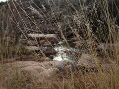 Bothriochloa ischaemum