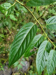 Stachyurus himalaicus
