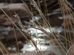 Bothriochloa ischaemum