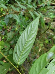 Stachyurus himalaicus