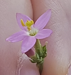 Centaurium erythraea