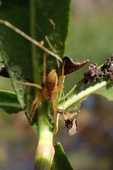 Dolomedes triton