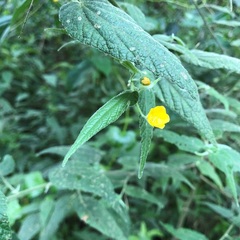 Abutilon oxycarpum