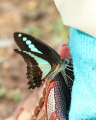 Graphium choredon