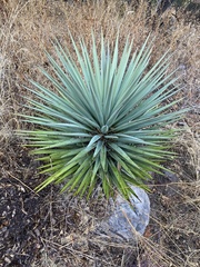 Yucca madrensis