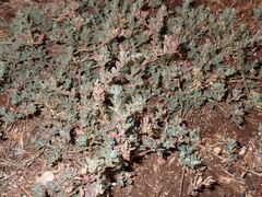 Atriplex suberecta