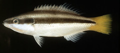 Yellowtail Tubelip photo 3