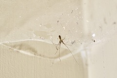 Pholcus opilionoides