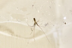 Pholcus opilionoides