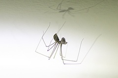 Pholcus opilionoides