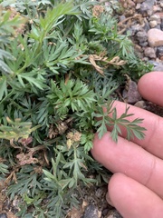 Cymopterus lemmonii